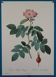 Attēlu rezultāti vaicājumam “Rosa villosa”