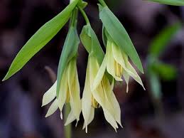 Attēlu rezultāti vaicājumam “Uvularia grandiflora flower”