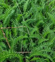 Attēlu rezultāti vaicājumam “Thuidium delicatulum”