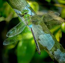 Attēlu rezultāti vaicājumam “Anax parthenope”