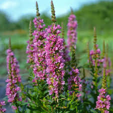 Image result for Blutweiderich