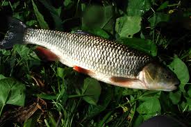 Image result for Squalius cephalus