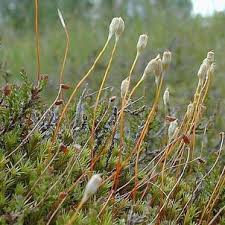 Attēlu rezultāti vaicājumam “Aulacomnium androgynum sporophyte”
