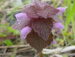 Attēlu rezultāti vaicājumam “Lamium purpureum flower”