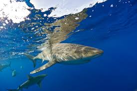 Image result for Carcharhinus galapagensis