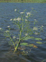 Attēlu rezultāti vaicājumam “Oenanthe aquatica”