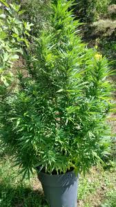 Resultado de imagen para la marihuana channel