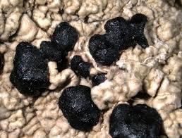 Attēlu rezultāti vaicājumam “Mycoblastus sanguinarius”