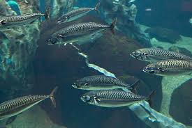 Image result for Scomber scombrus