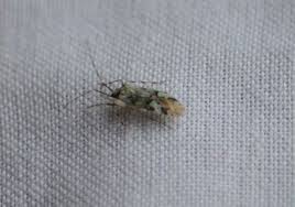 Attēlu rezultāti vaicājumam “Phytocoris tiliae”