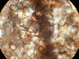 Attēlu rezultāti vaicājumam “Stemonitis pallida var. rubescens macro”