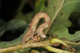 Attēlu rezultāti vaicājumam “Plagodis pulveraria”