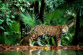 Image result for bilder