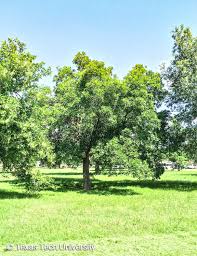 Attēlu rezultāti vaicājumam “Fraxinus pennsylvanica”