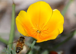 Attēlu rezultāti vaicājumam “Eschscholzia californica flower”