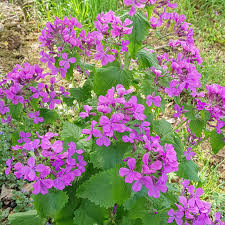 Image result for Lunaria annua