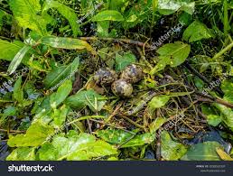 Attēlu rezultāti vaicājumam “Chlidonias niger eggs”