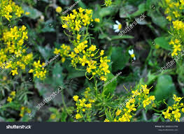 Attēlu rezultāti vaicājumam “Rorippa sylvestris leaf”