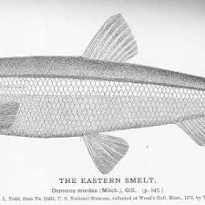 Image result for Osmerus mordax