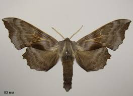 Attēlu rezultāti vaicājumam “Laothoe amurensis”