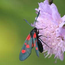 Attēlu rezultāti vaicājumam “Zygaenidae”