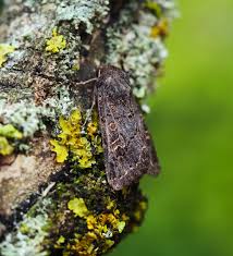 Attēlu rezultāti vaicājumam “Tholera cespitis”