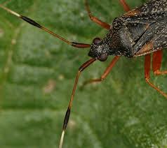 Attēlu rezultāti vaicājumam “Closterotomus biclavatus imago”