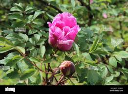 Image result for Pfingstrose