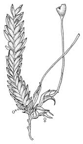 Attēlu rezultāti vaicājumam “Fissidens arnoldii sporophyte”