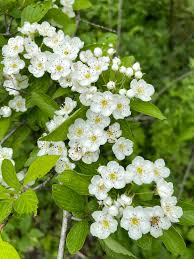 Attēlu rezultāti vaicājumam “Homalia trichomanoides sporophyte”