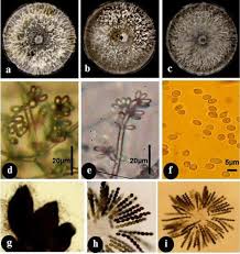 Attēlu rezultāti vaicājumam “Biscogniauxia marginata”