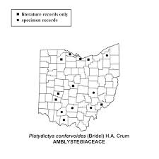 Attēlu rezultāti vaicājumam “Serpoleskea subtilis”