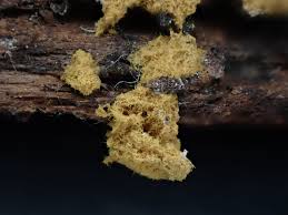 Attēlu rezultāti vaicājumam “Trichia contorta spores”