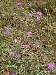 Attēlu rezultāti vaicājumam “Centaurea stoebe fruit”