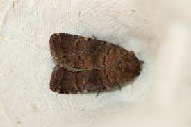 Attēlu rezultāti vaicājumam “Rusina ferruginea”