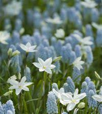 Attēlu rezultāti vaicājumam “Muscari neglectum flower”