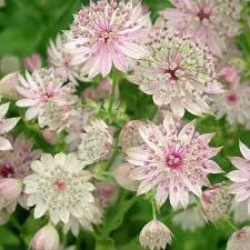 Attēlu rezultāti vaicājumam “Astrantia major fruit”