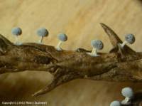 Attēlu rezultāti vaicājumam “Didymium tussilaginis”