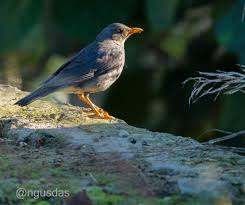 Image result for Turdus ruficollis