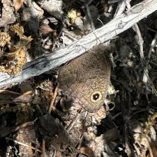 Attēlu rezultāti vaicājumam “Dianema nivale sessile”