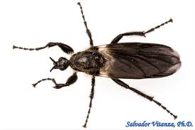 Attēlu rezultāti vaicājumam “Bibionidae”