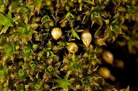 Attēlu rezultāti vaicājumam “Orthotrichum patens sporophyte”