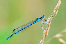 Attēlu rezultāti vaicājumam “Platycnemis pennipes male”