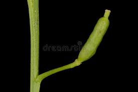 Attēlu rezultāti vaicājumam “Rorippa palustris fruit”