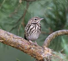 Image result for Anthus trivialis