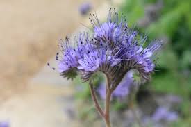 Attēlu rezultāti vaicājumam “Phacelia tanacetifolia flower”