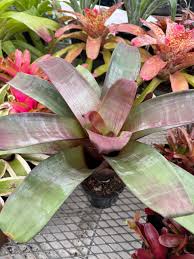 Attēlu rezultāti vaicājumam “Arcyria imperialis stalked”