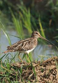 Image result for Gallinago gallinago