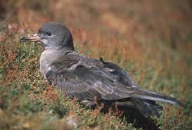 Image result for Puffinus puffinus