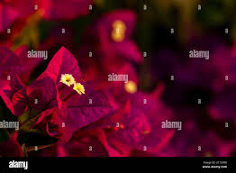 Image result for buaaambulancia